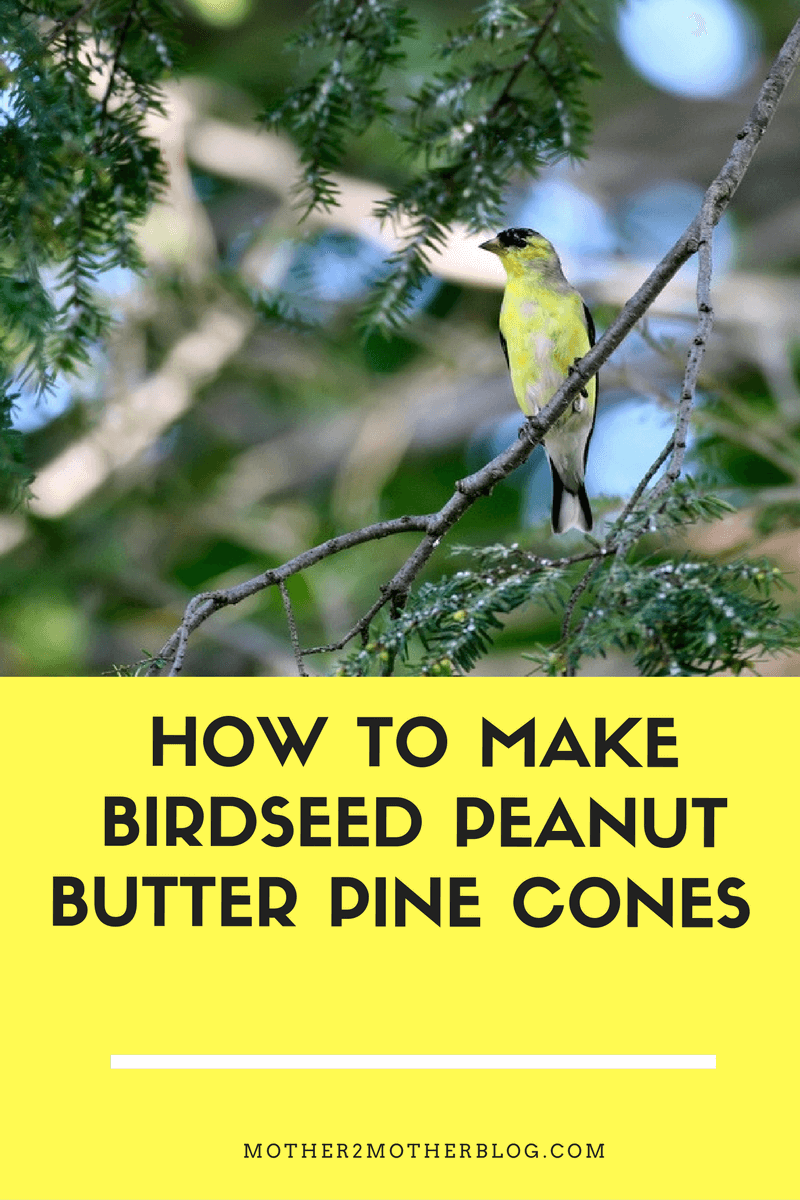 pine cone bird feeders 