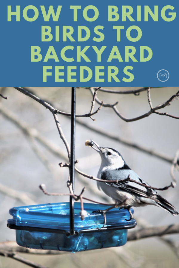 backyard bird feeders