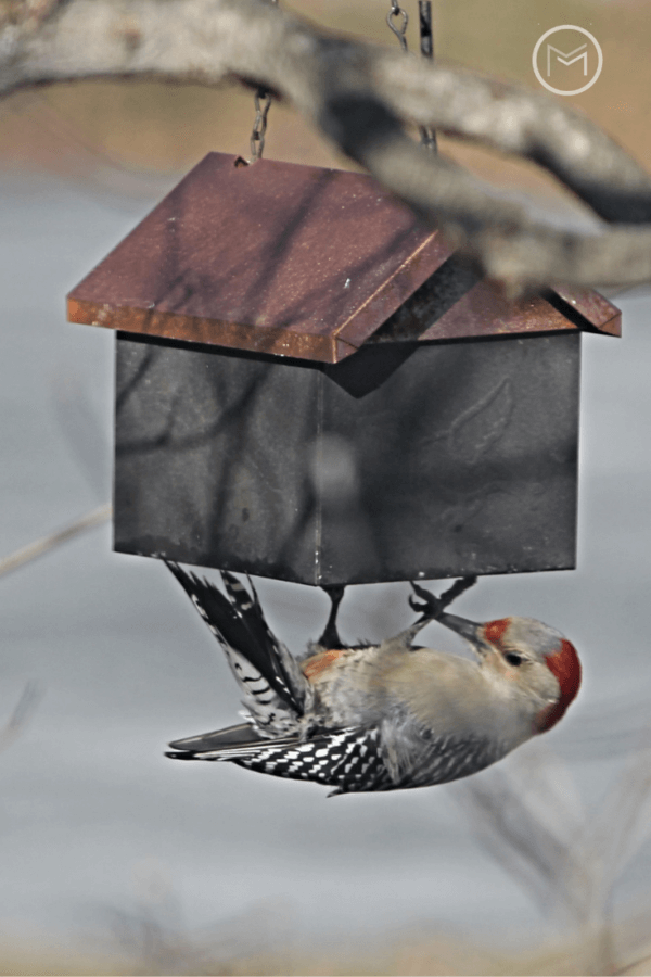 suet feeders for backyard birds