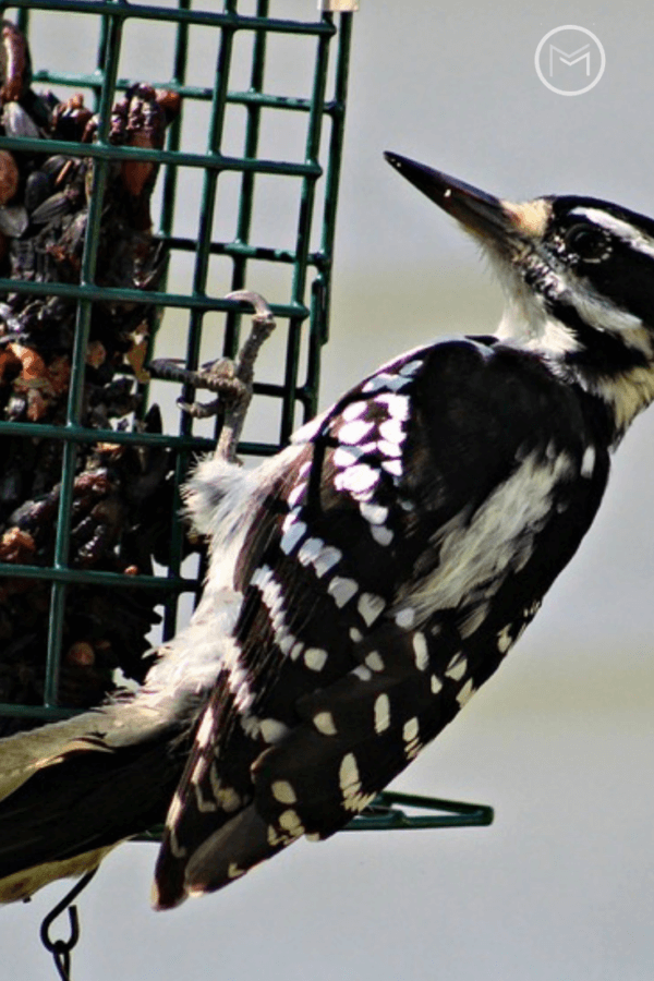 suet feeders for backyard birds