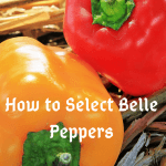 belle peppers