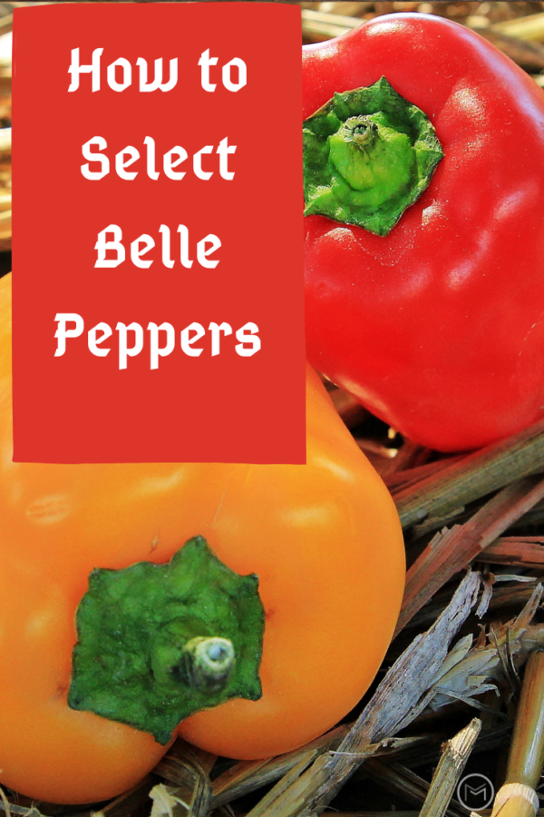 selecting belle peppers