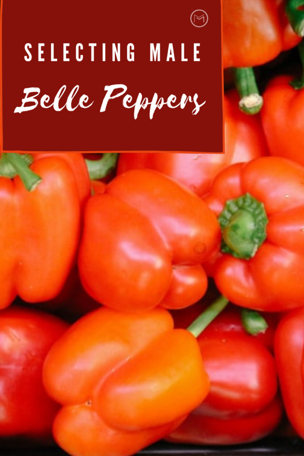 selecting belle peppers