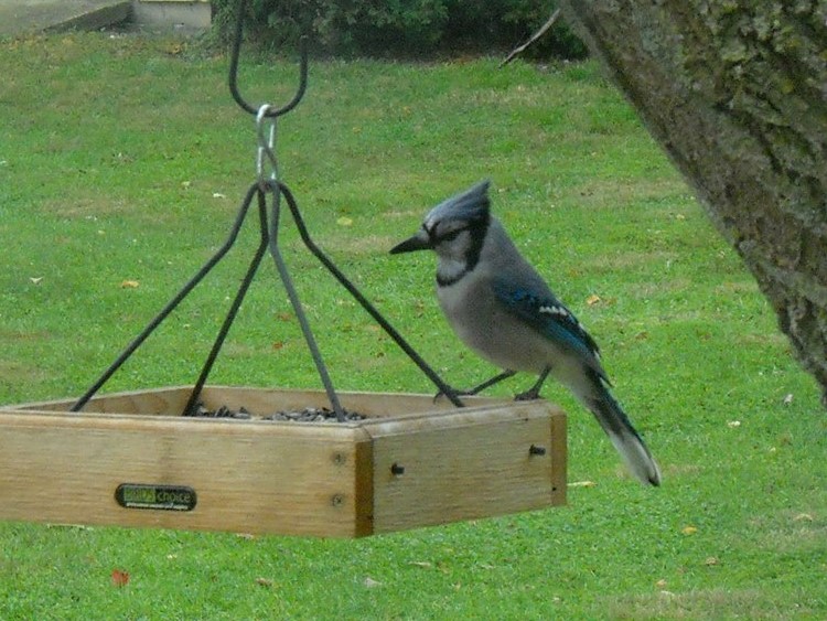 How To Attract Blue Jays To Your Backyard - mother2motherblog