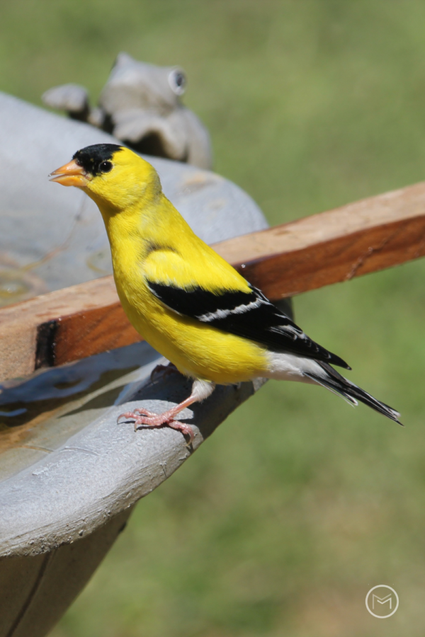 facts about American Goldfinch