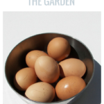 using eggshells in the garden