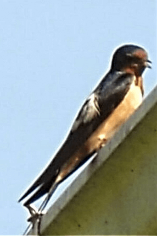 How to Attract Barn Swallows 
