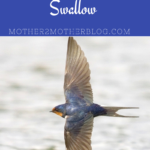 barn swallows