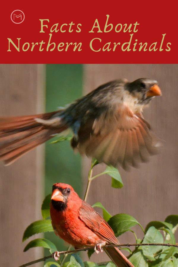 facts about northern cardinal