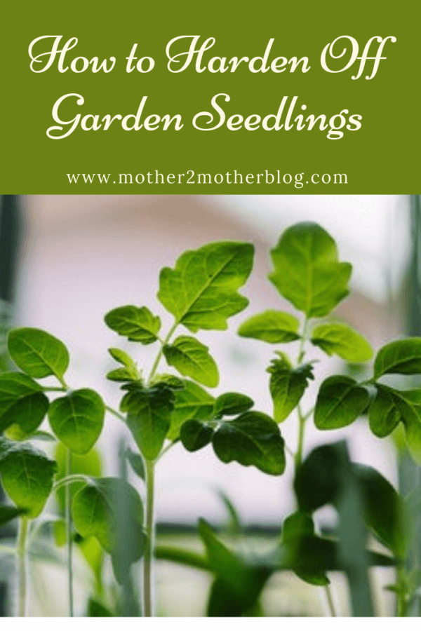 garden seedlings