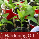 hardening off garden seedlings