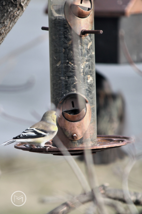 how to attract American Goldfinch