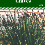 garden chives