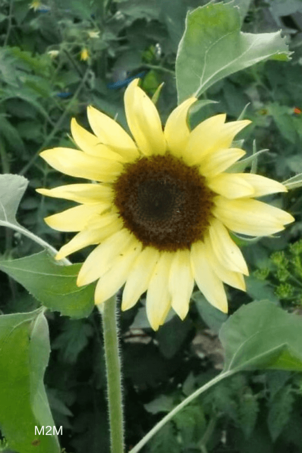 lemon queen sunflowers 