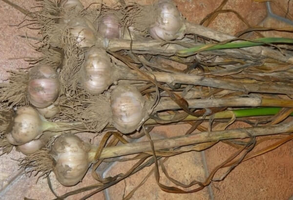 harvesting garlic 