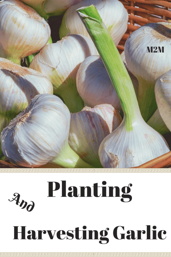 planting and harvesting garlic