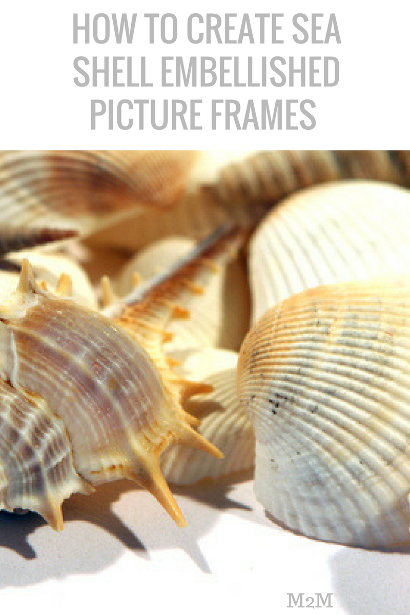sea shell frames