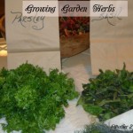 preserving garden herbs