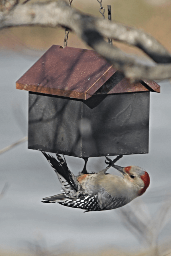 how to attract Red-bellied Woodpeckers