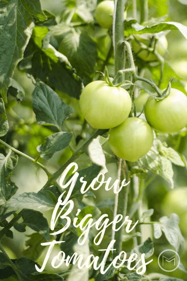 how to grow bigger tomatoes