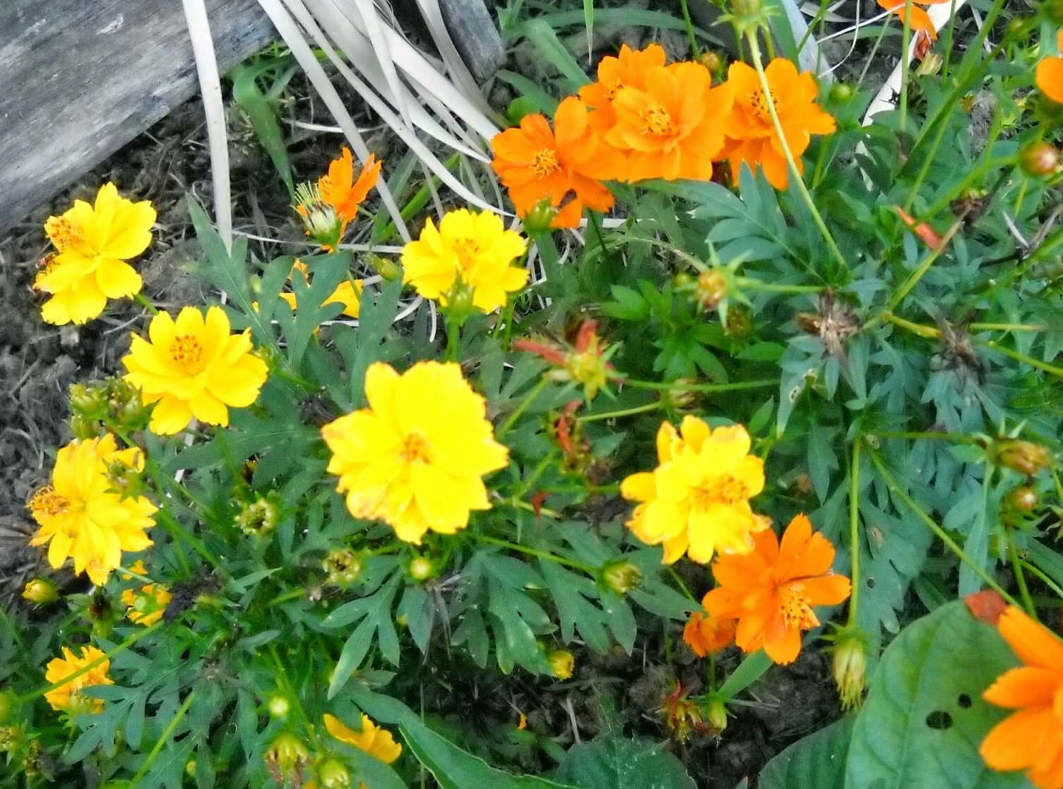 backyard garden marigolds