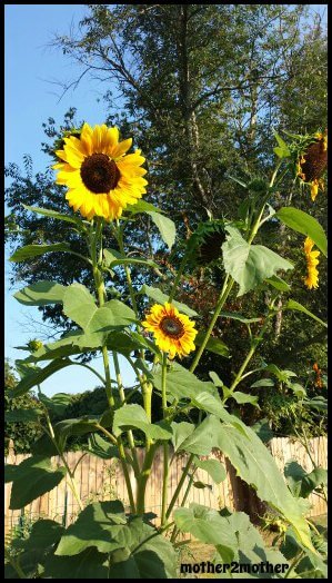 Mammoth Sunflowers, sunflower variety, how to grow sunflowers