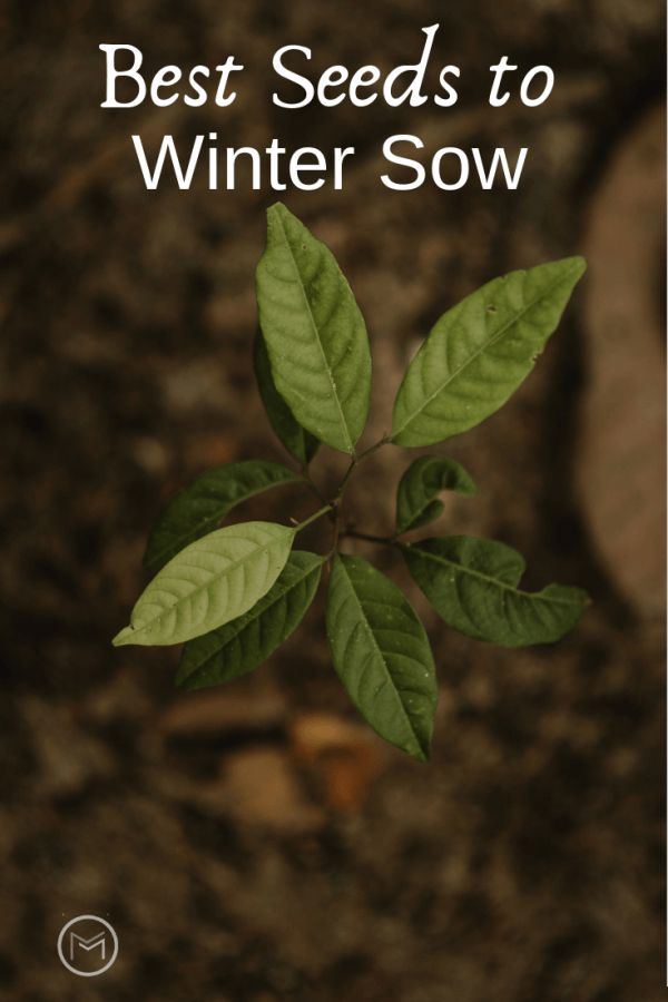 winter sowing
