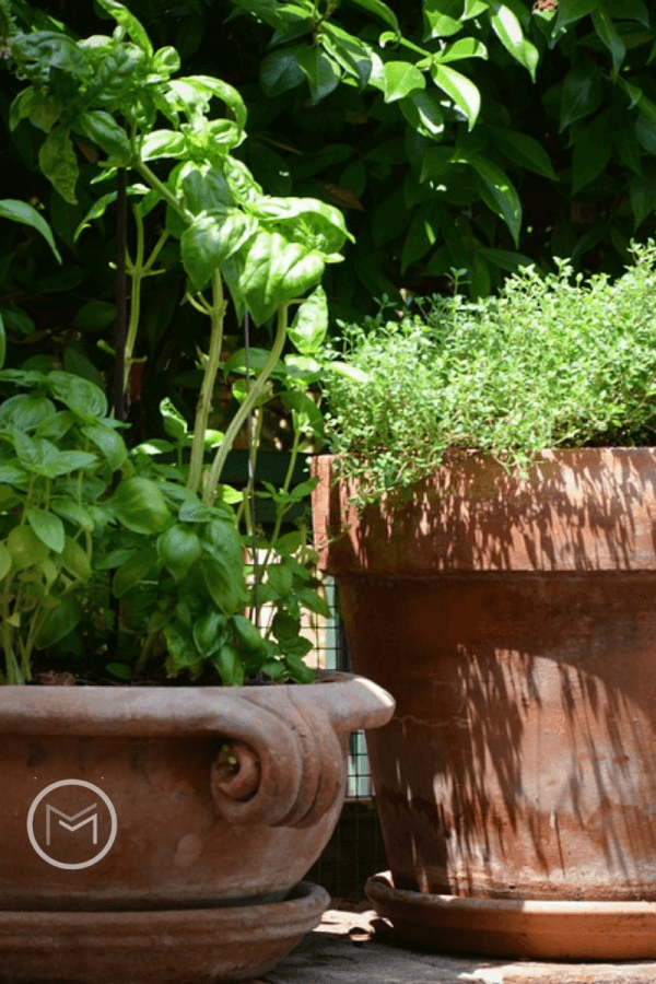 kitchen garden herbs