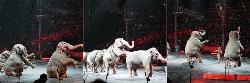 circus elephants, 
