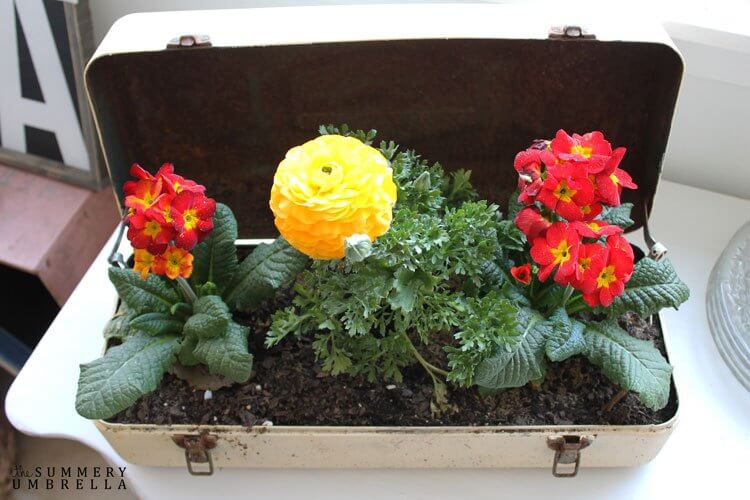 repurposed ideas. planter ideas, gardening