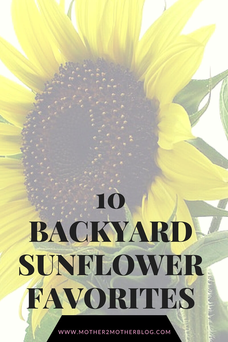 gardening, sunflower varieties, sunflowers