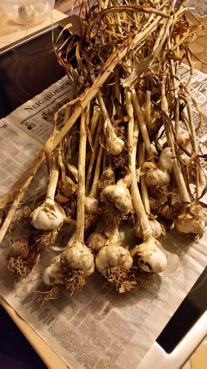 Image-Home-Grown-Garlic