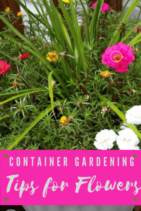 flower container garden tips