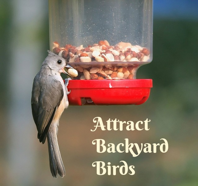 How to Attract Backyard Birds - mother2motherblog