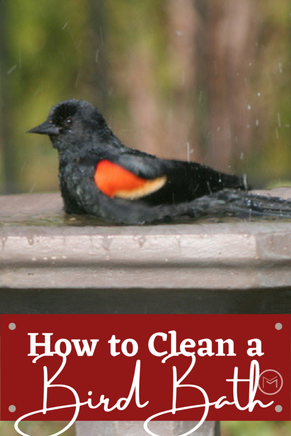 cleaning a cement bird bath