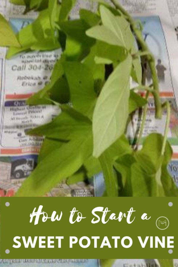 how to start a sweet potato vine