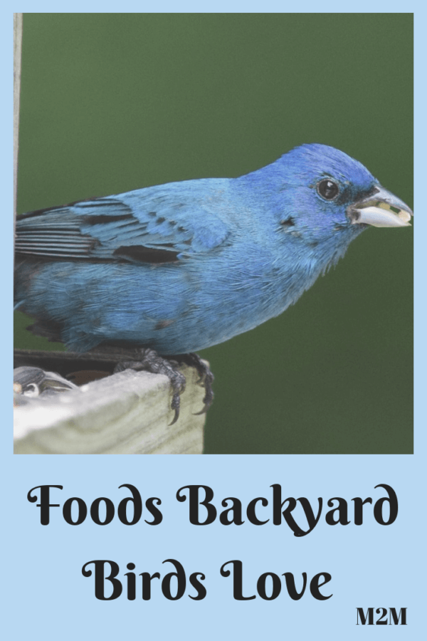 winer food for backyard birds