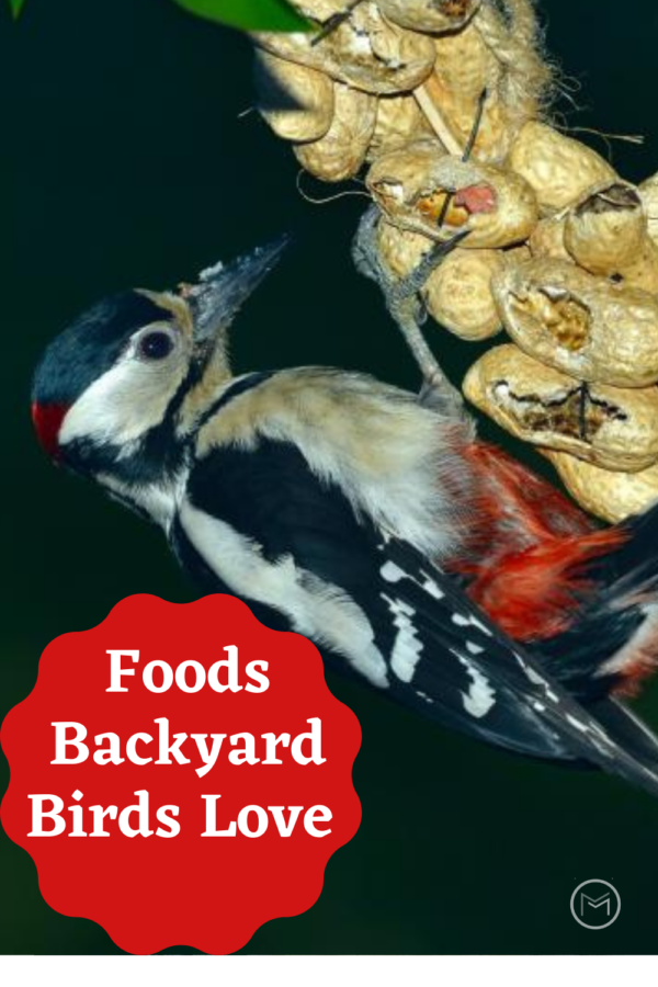 foods backyard birds love