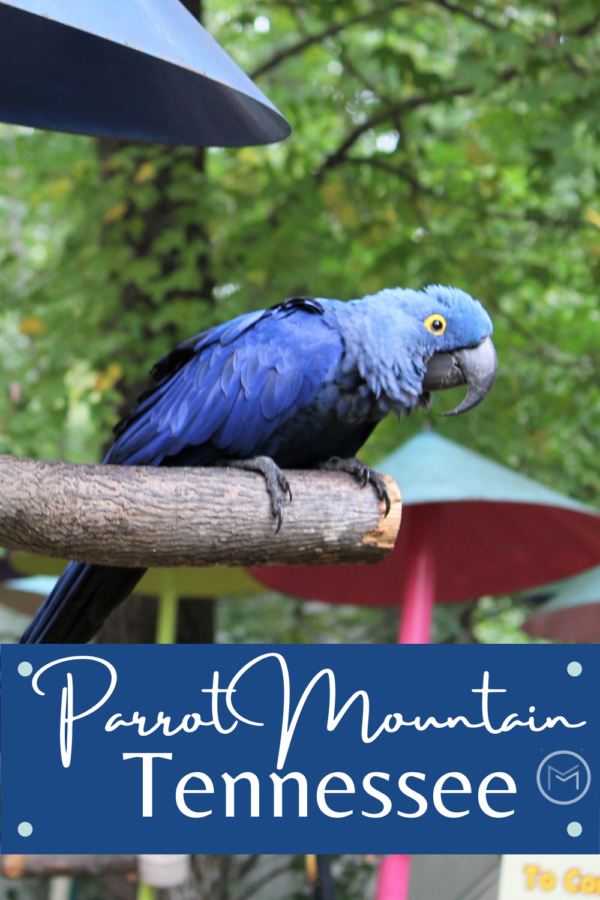 parrot mountain