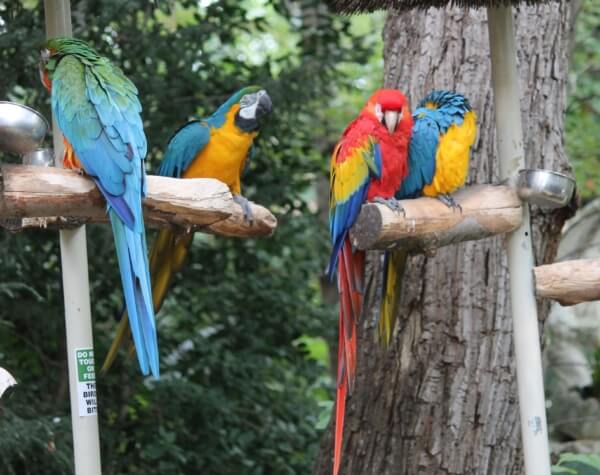 Visit Parrot Mountain And Gardens In Seiverville Tn