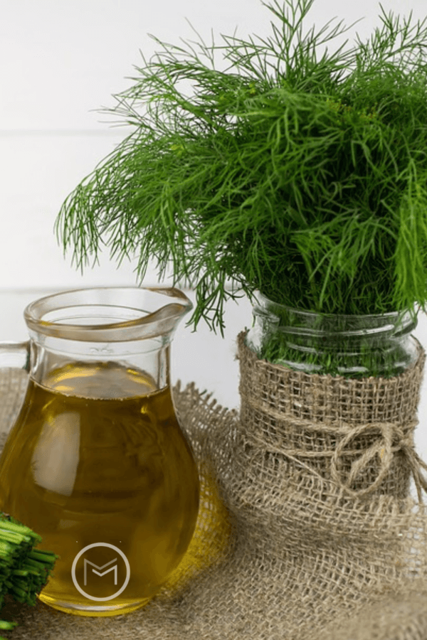 how to grow dill 