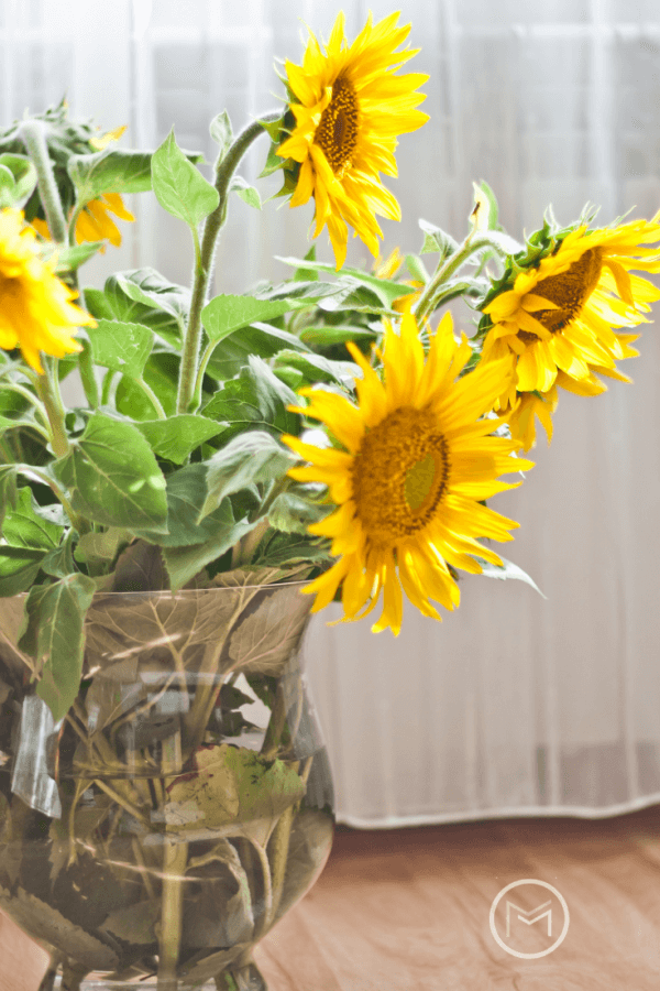 garden sunflowers