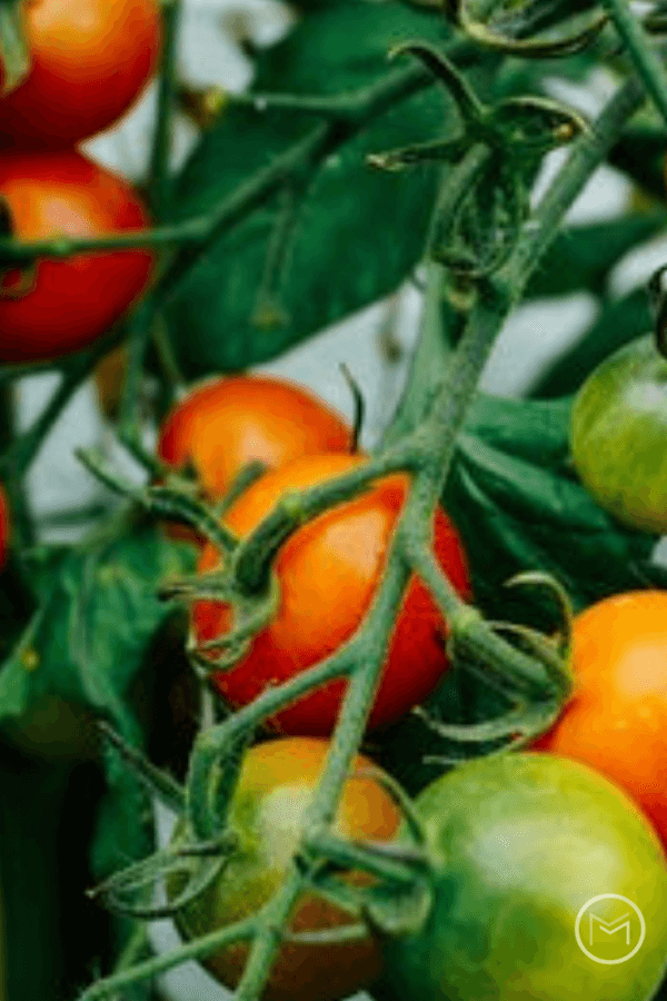 garden tomato tipes