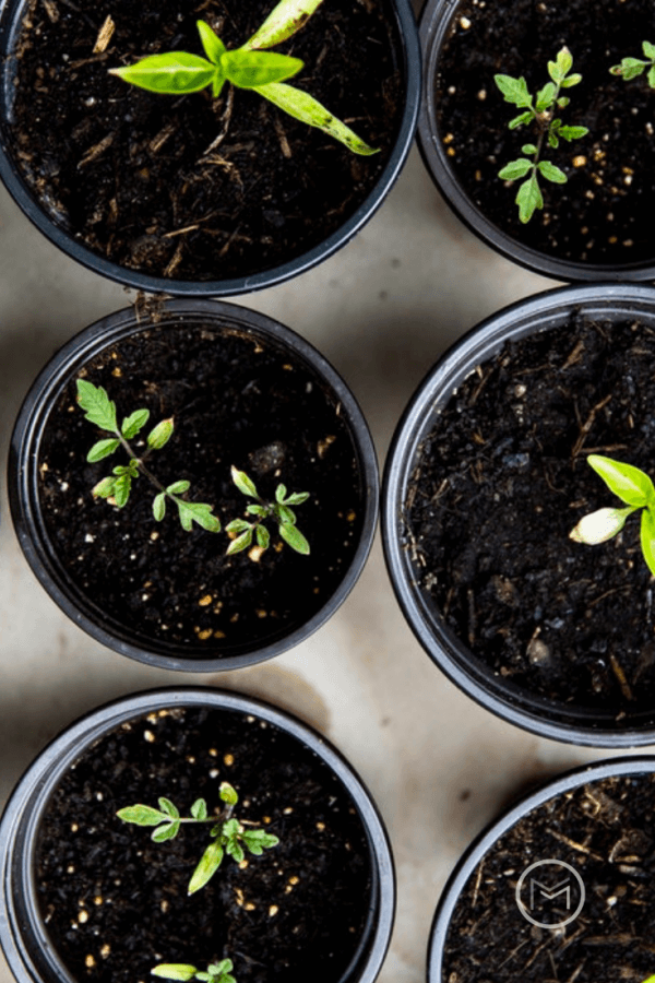how to germinate vegetable garden seeds