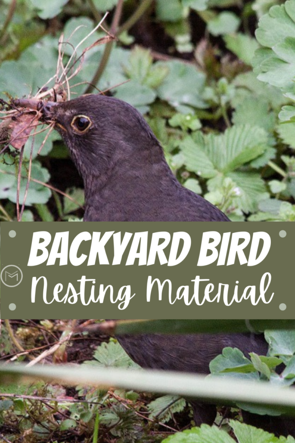 backyard bird nesting material
