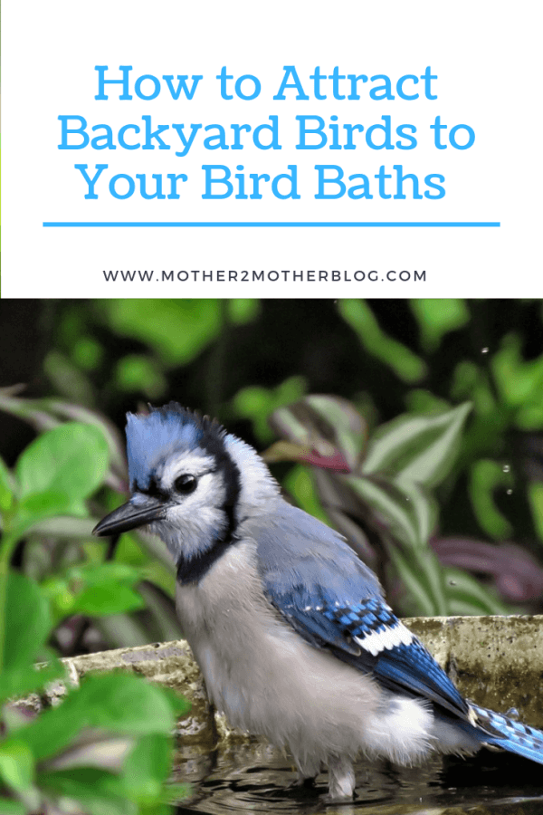 bird baths