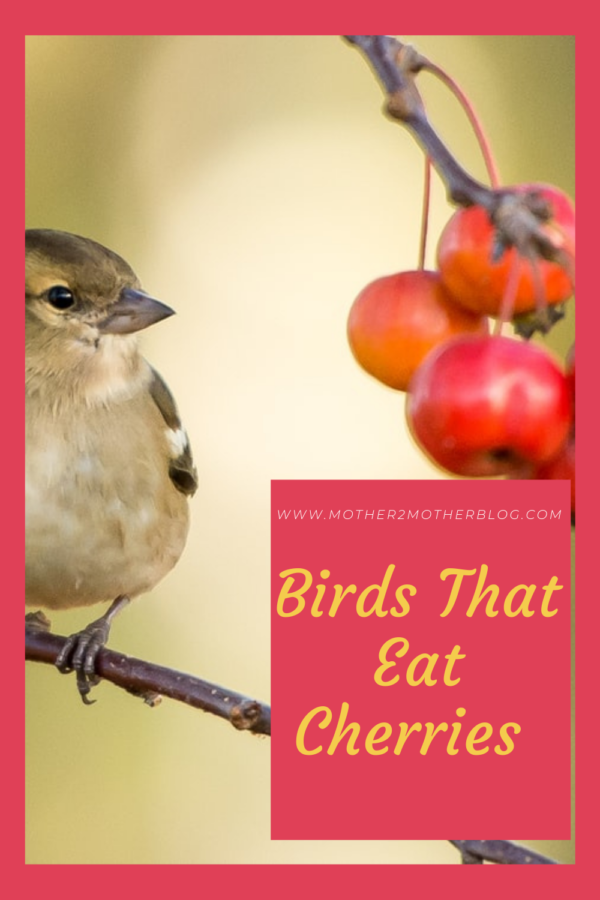 birds that eat cherries