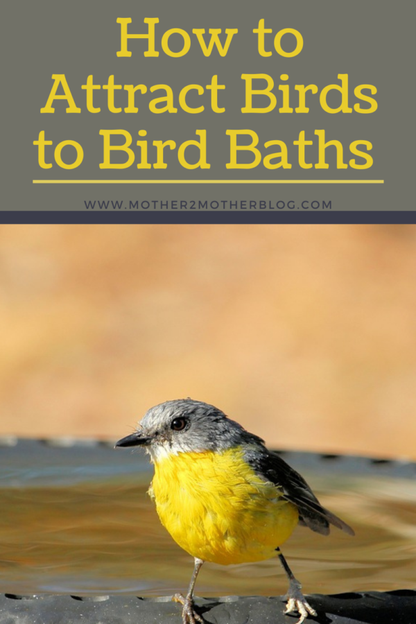 how to attract birds to bird baths 
