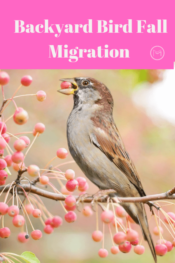 backyard bird fall migration