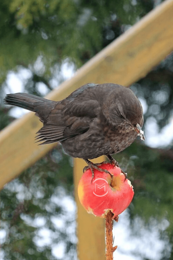 birds that eat apples